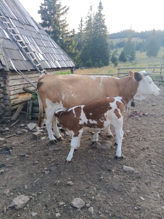 Vând vacă , vârsta 7 ani