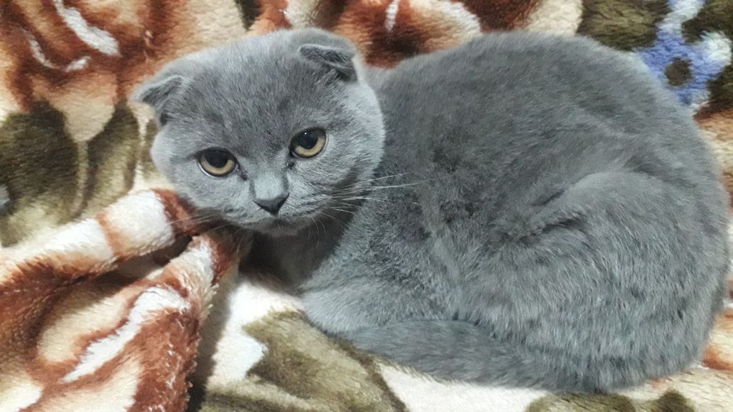 Скоттиш фолд сотилади
