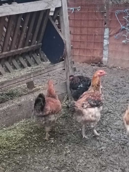 Cocoși tineri colorati