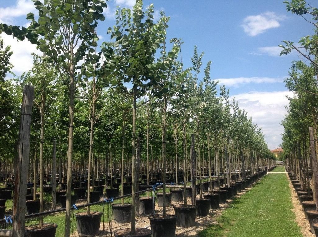 Catalpa ciuperca, copaci mesteacan,  tei, platan, artar, frasin, tuia