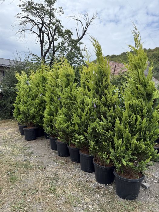 Cupressus Leylandi green si goldrider