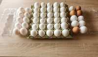 Домашни  Яйца от Свободни кокошки