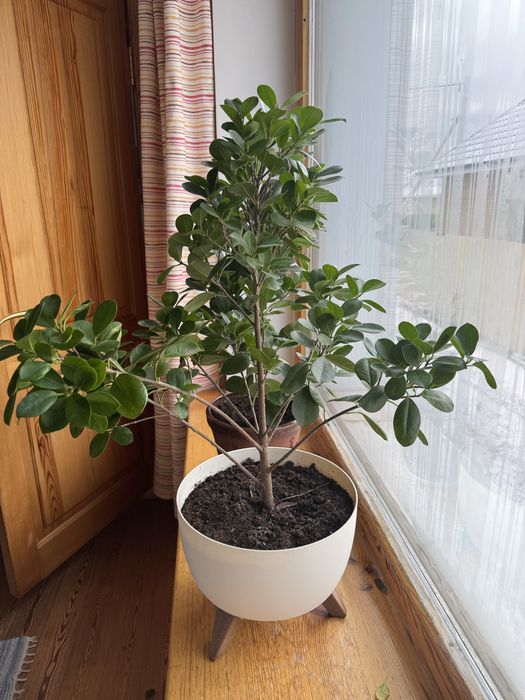 Фикус для офиса и дома