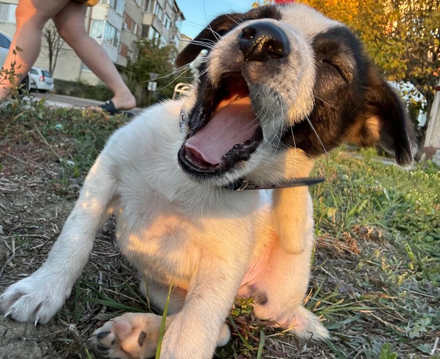 Donez cațeluș aprox 3 luni