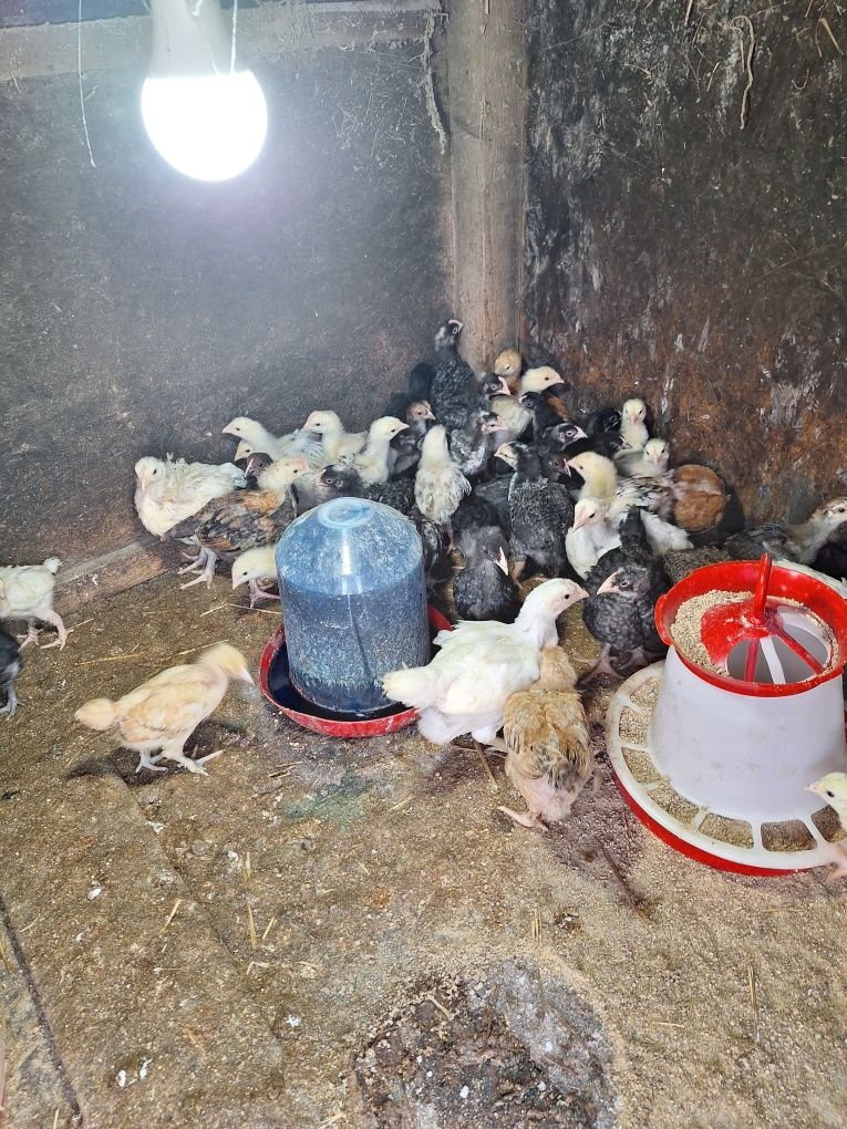 De vânzare pui scoși la clocitoare