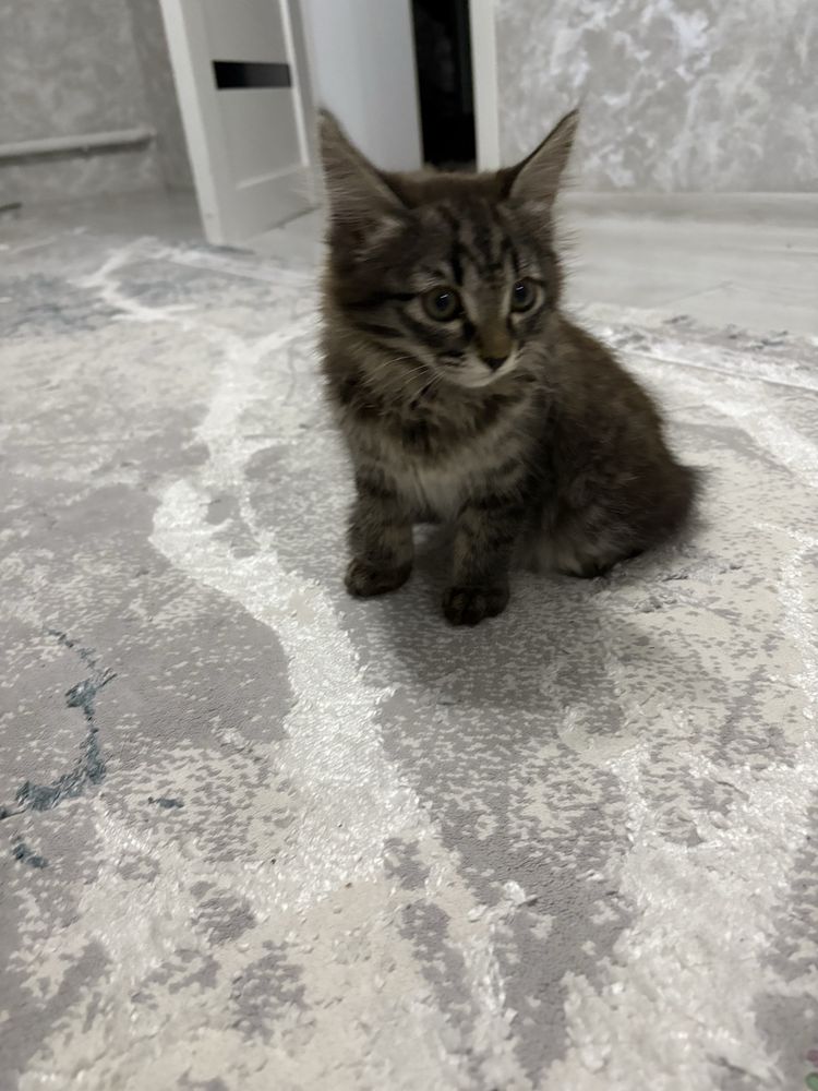 Котята.Отдам в хорошие руки