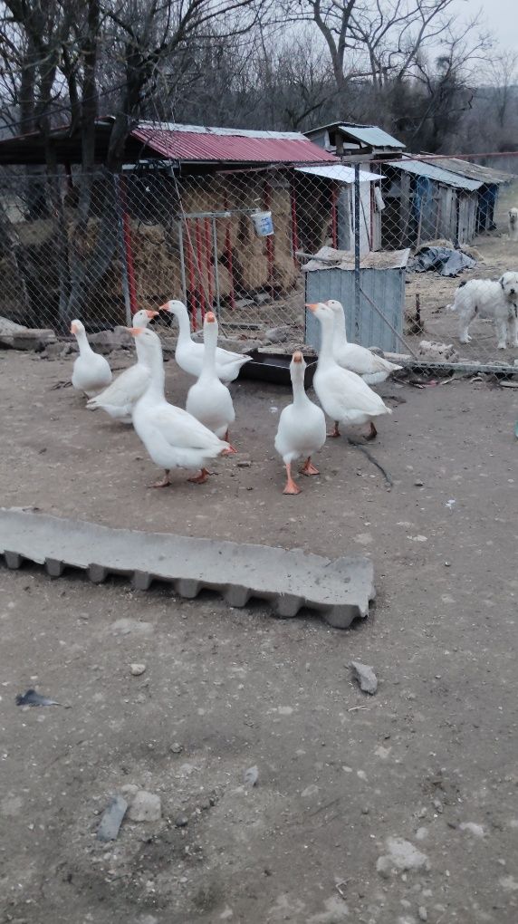 Vând 6 gâște preț 150 bucata