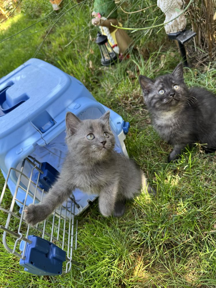 Котята-в добрые руки