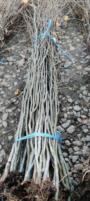 Puieți de fag și carpen înălțime 2 metri