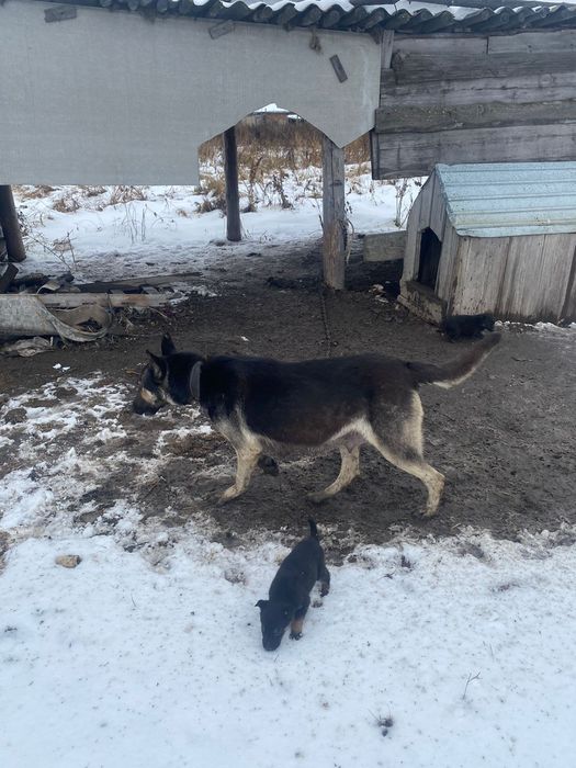 Продам щенков вео.