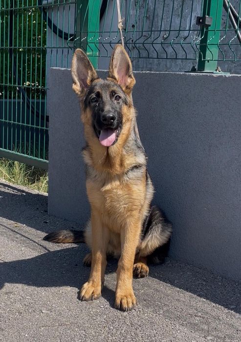 Женска Немска Овчарска