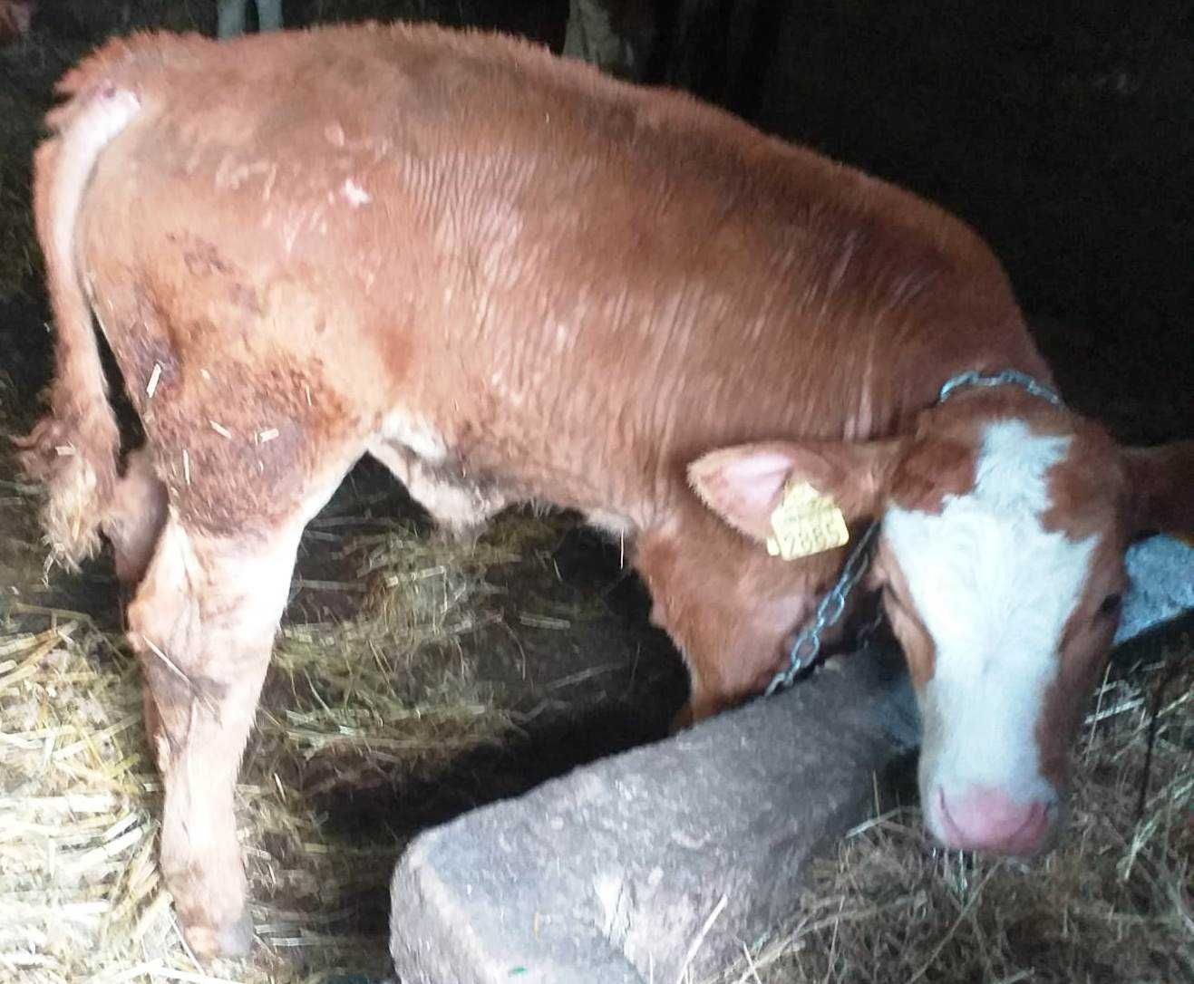 Vitel de vanzare (Metis dintre vaca limuzin si taur baltat german)