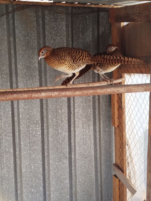 Фазаны 2 Самки 2024 года