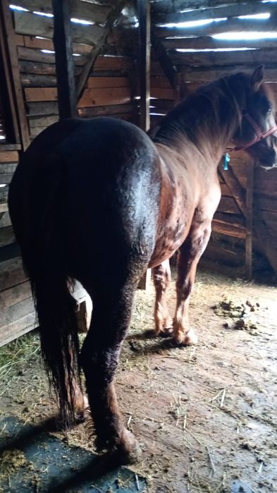 Se vinde mânz (armăsar )de doi ani și jumătate .