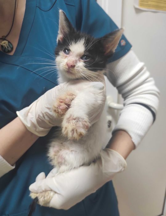 2-месечно момченце търси дом!