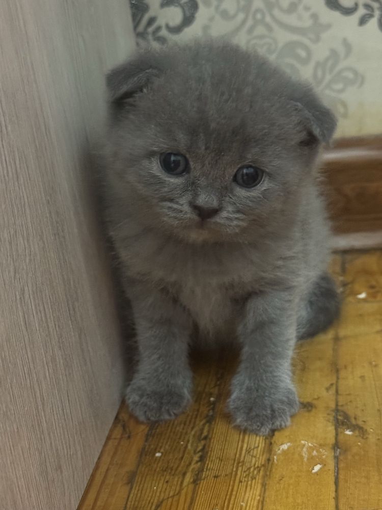 Продается , чистокровный Британский скотиш фолд