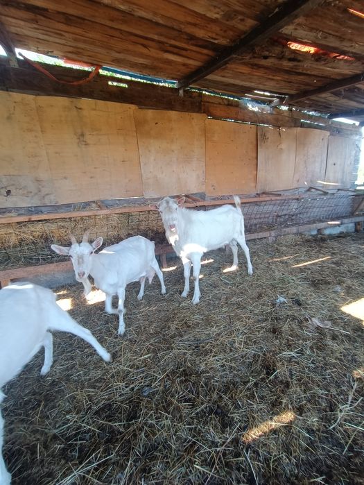 Sannen vând țap de 2ani