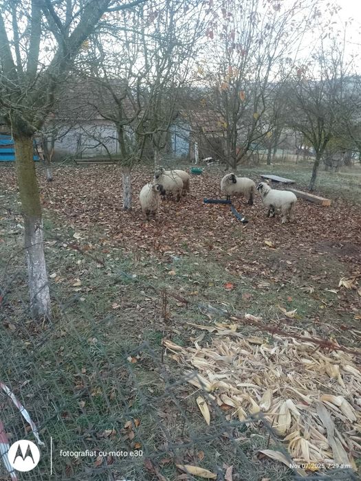 Vând 4 mile tinere și un berbec
