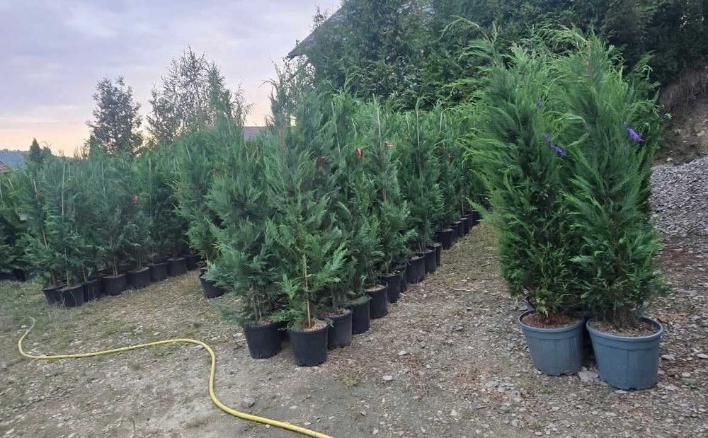 Leleandy diferite dimensiuni cel mai bun pret