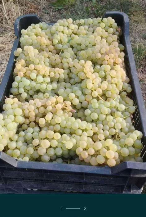 Struguri de vin livram la domiciliu transport gratuit avem toate soiur