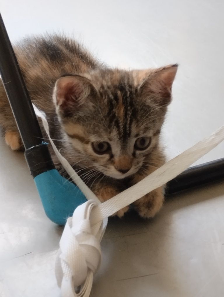 Котёнок - девочка в добрые руки
