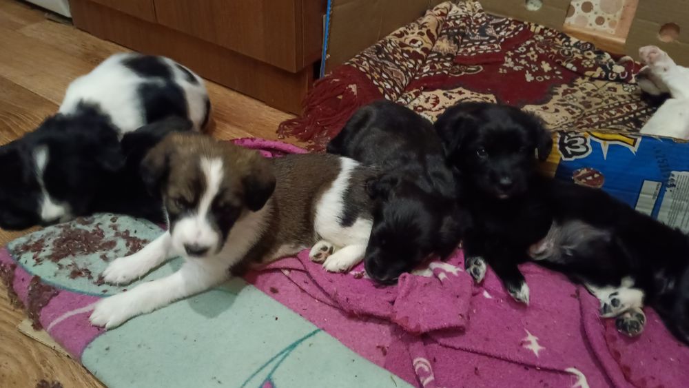 Отдам щенков бесплатно