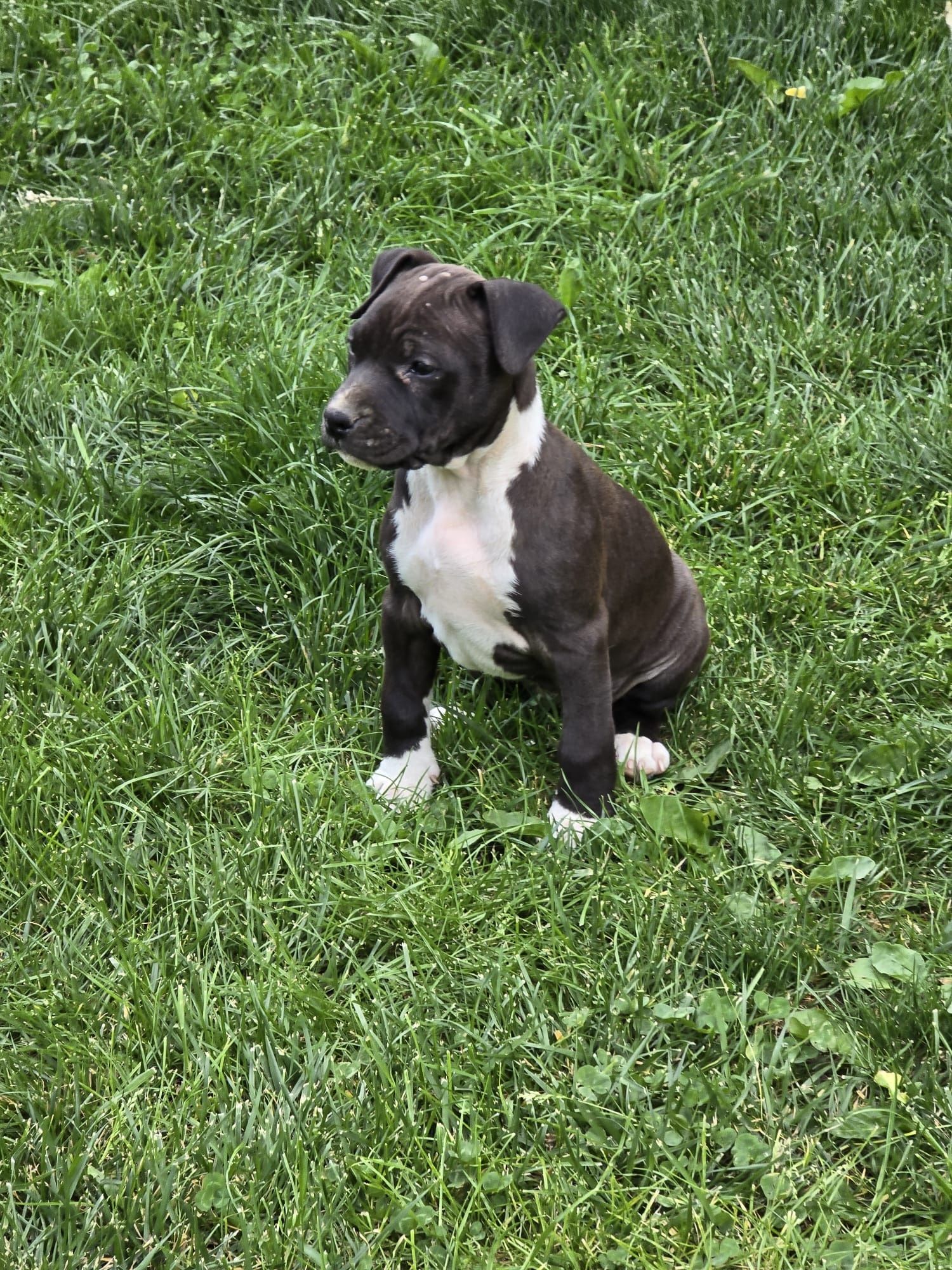 Pui Amstaff Blue