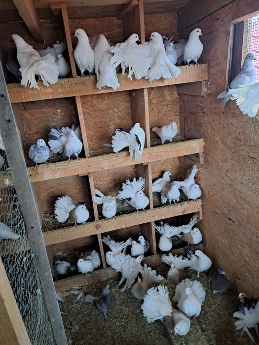 Porumbei pava de vanzare