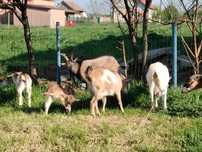Capre cu ieduțe la prima fătare+ un tap Alpin francez