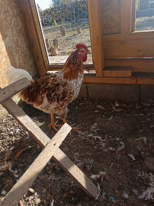 Vând cocoși pita pinta porțelan și roxa