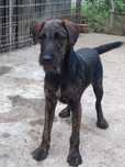 Cățel rasa Airedaleterrier încrucișat cu plott hound