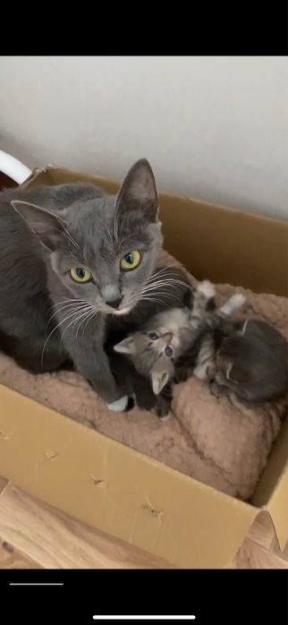 Отдадим кошку и котят даром, в хорошие руки.