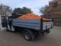 Vând morcovi, transport