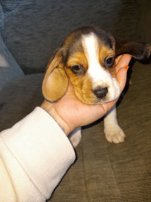 Oferta azi! Puiuti beagle tricolor și silver