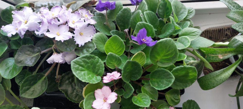 Продам молодые фиалки