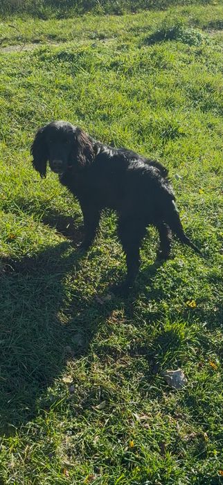 Кокер шпаньол