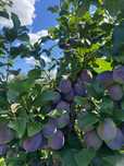 Prune (Haganta, Reeves , Malard)