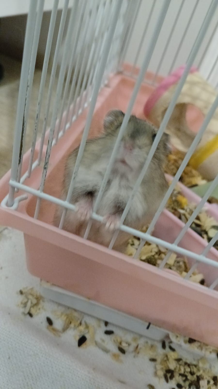 Vând pui hamster pitic