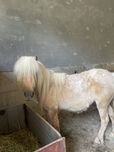 poni ot sotiladi ki