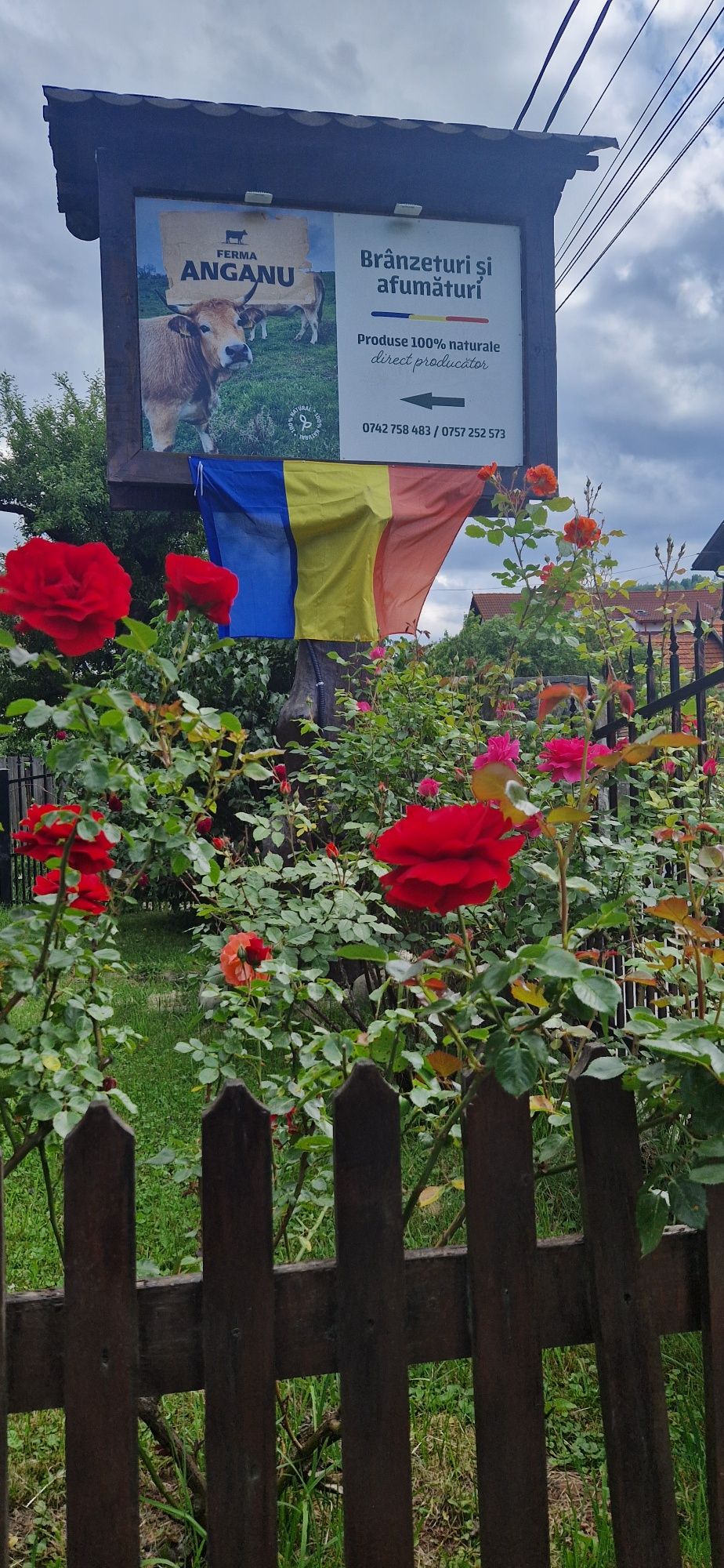 Brânză telemea de vanzare