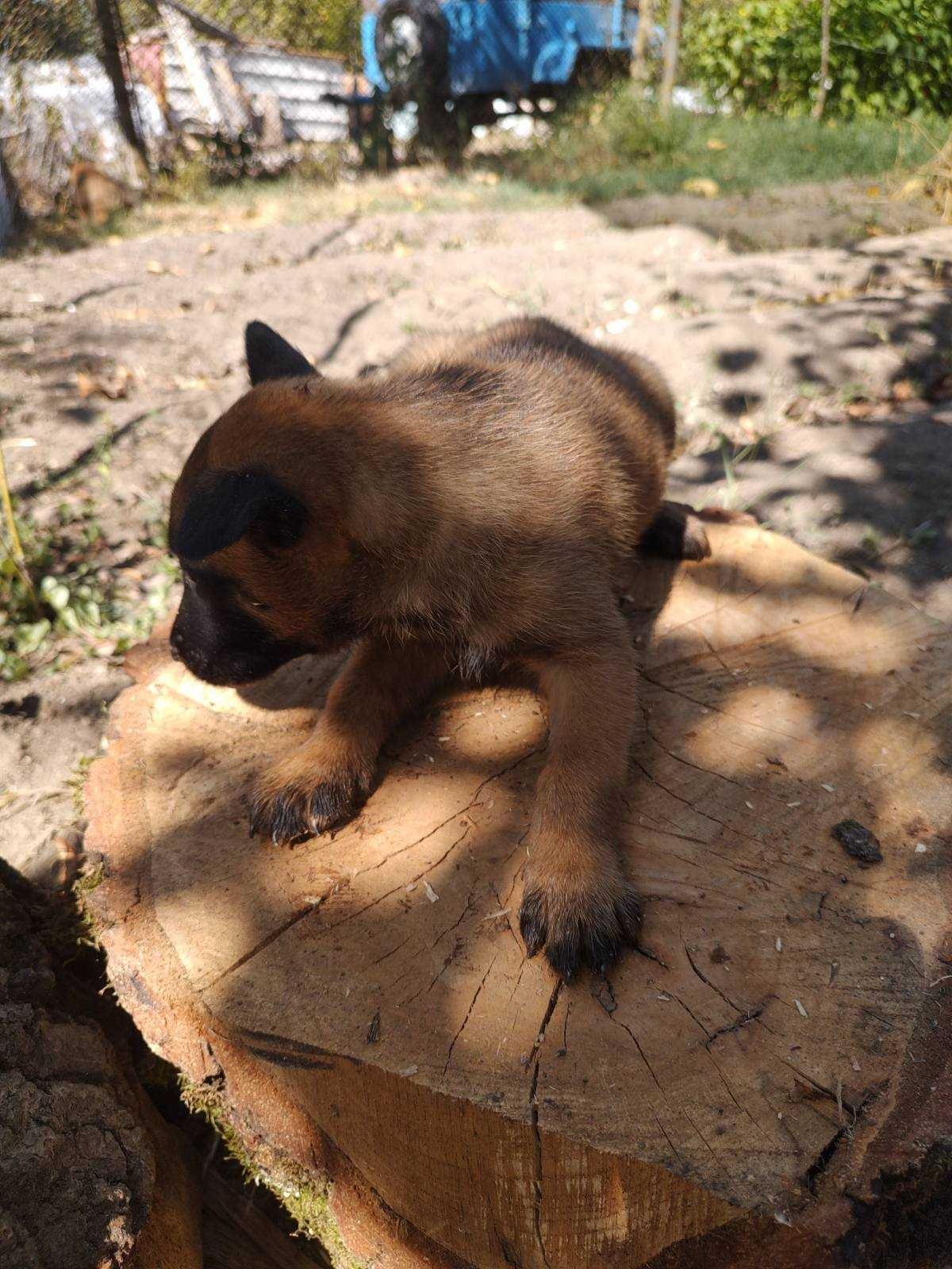 Белгийски овчарки