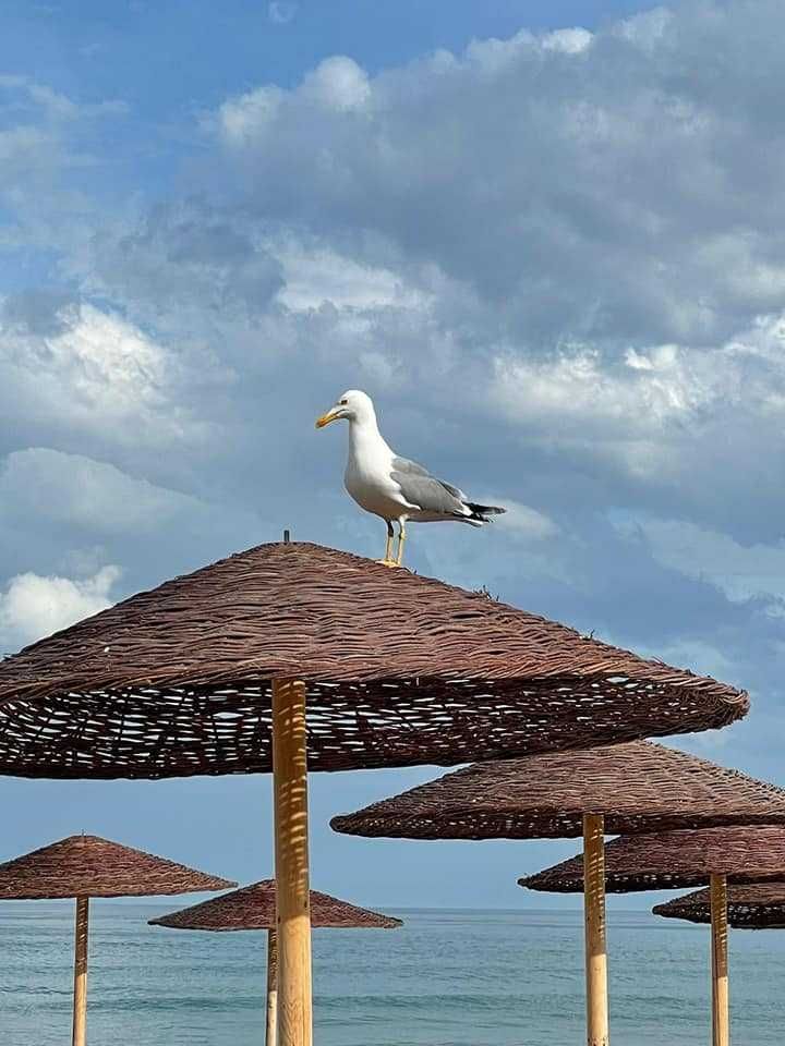 Umbrela soare profesionala plaja, piscina, gradina, terasa Artsilva.ro