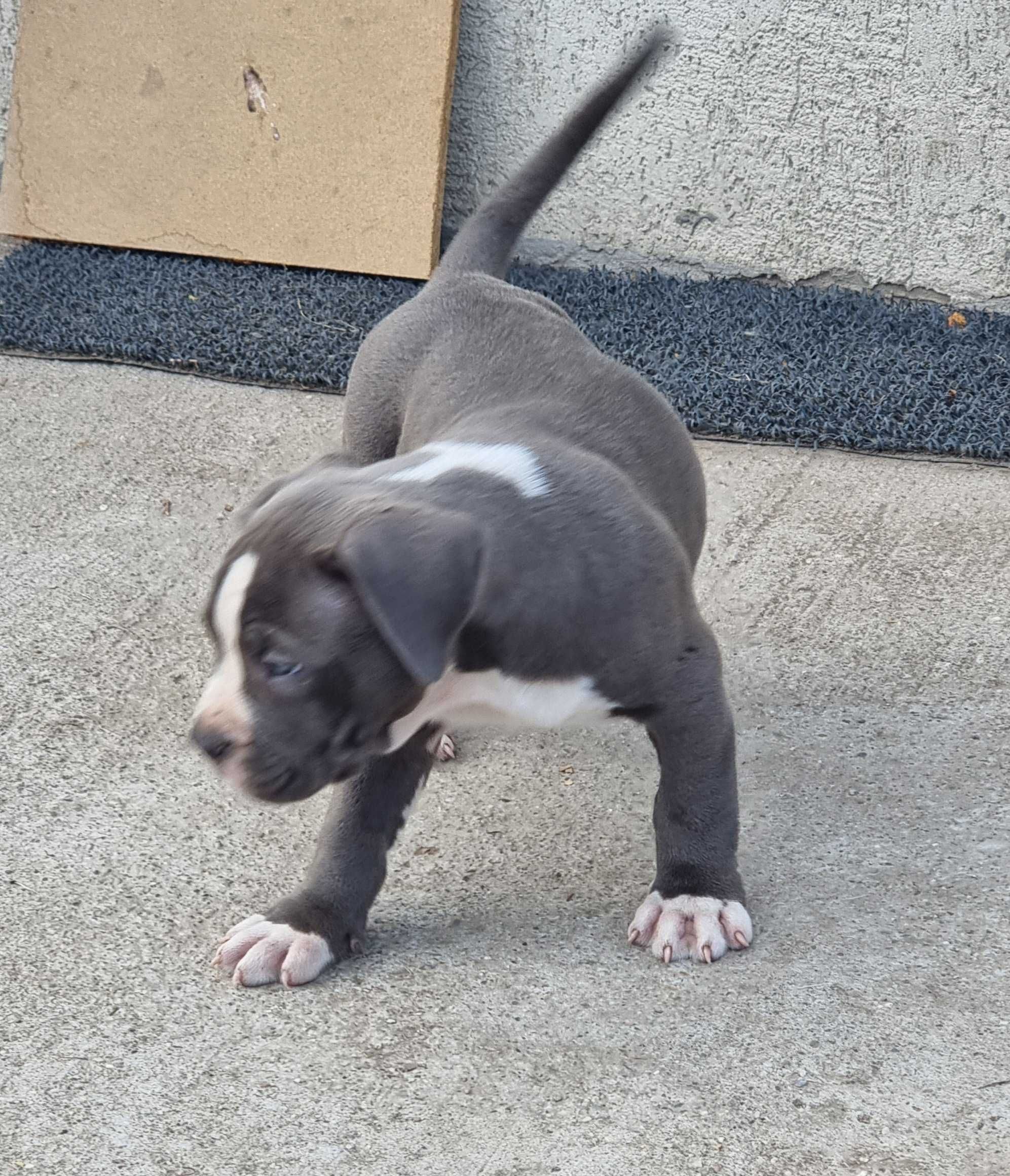 American Bully XL blue white