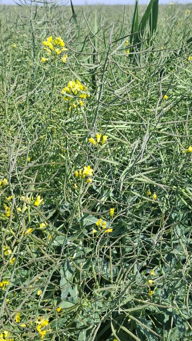 Vând fermă agricola