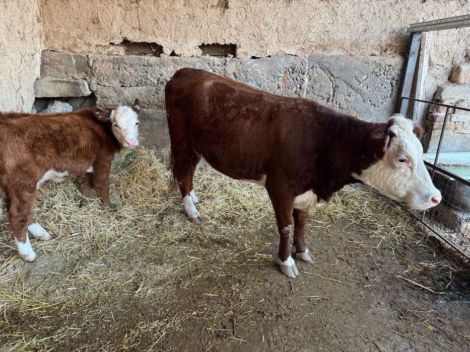 Герефорд gereford сигир боласи билан