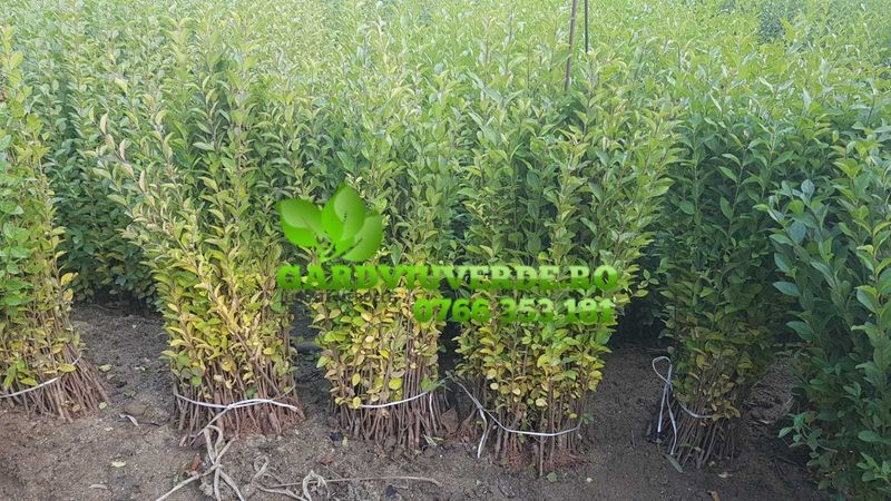 Doar 2.5 lei planta pentru gard viu,lemn cainesc Ligustrum,calitatea 1