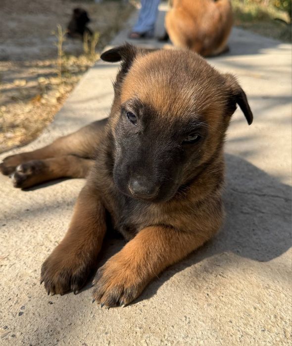Щенки Бельгийской овчарки малинуа