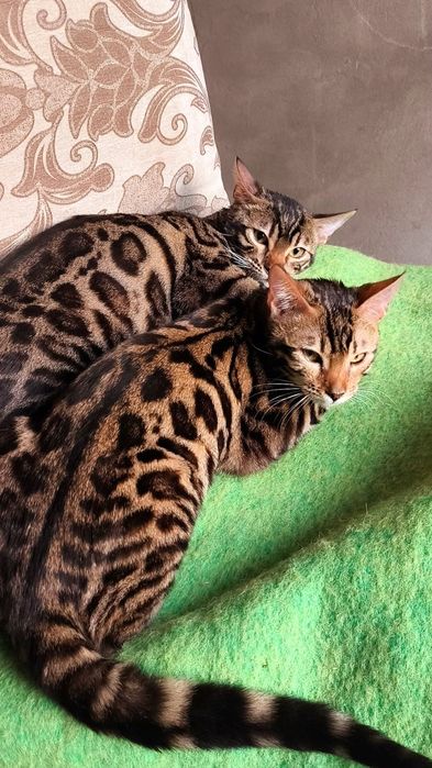 Бенгальские , девочки 5  мес