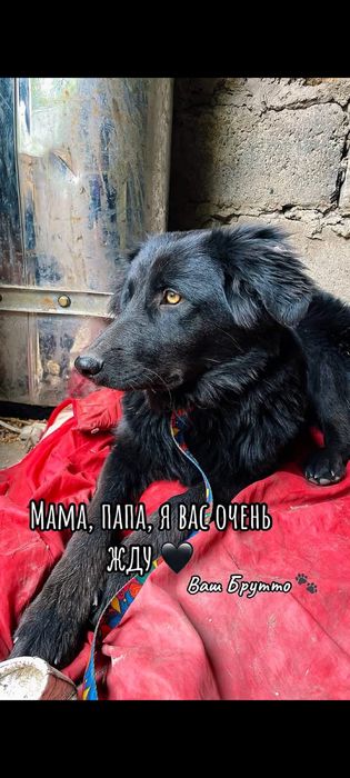Отдам собак в добрый руки