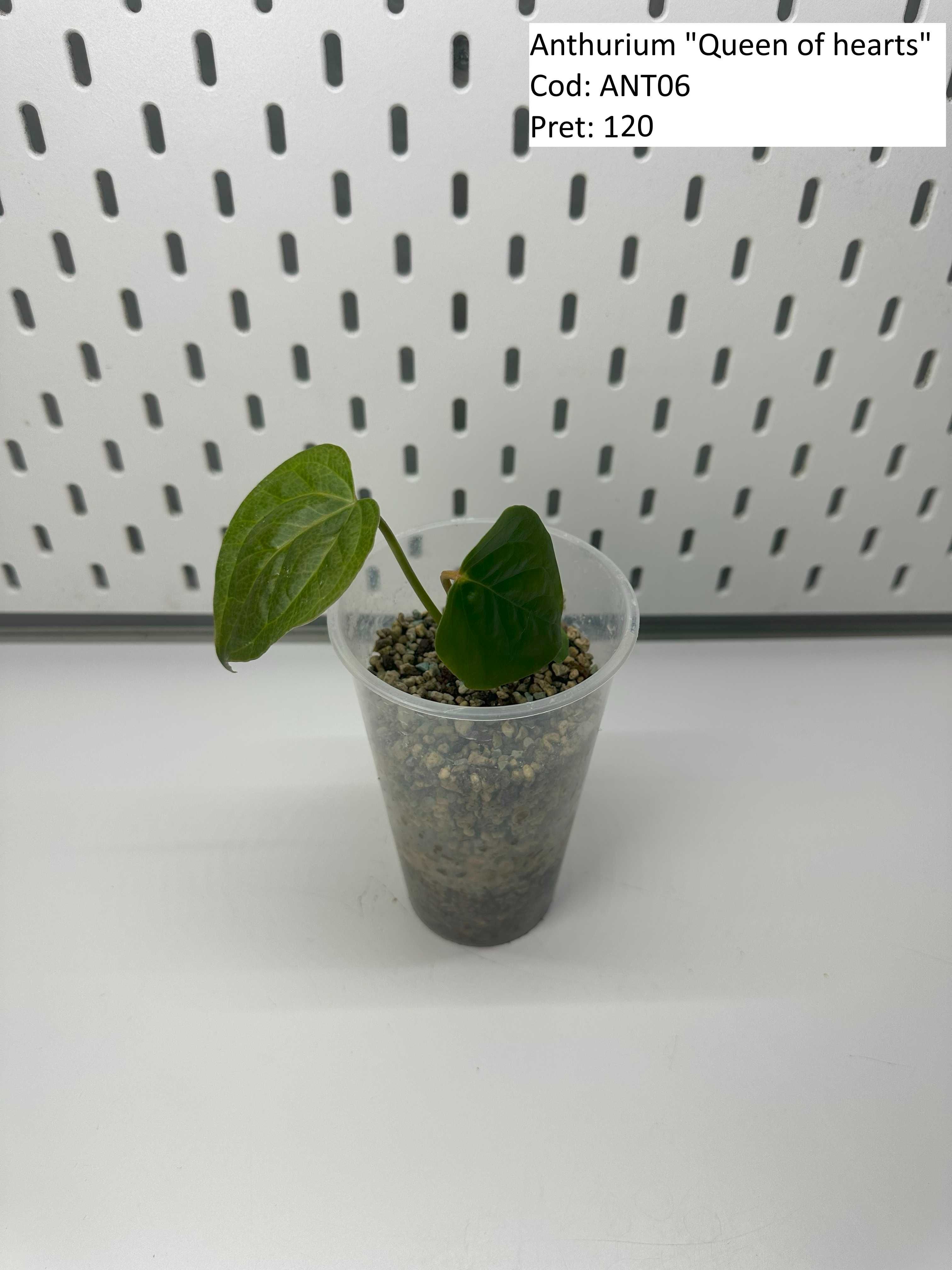 Anthurium Queen of hearts / Crystal Hope / Crystallinum / ForgetiiX _1